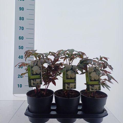 Paeonia 'Shirley Temple'