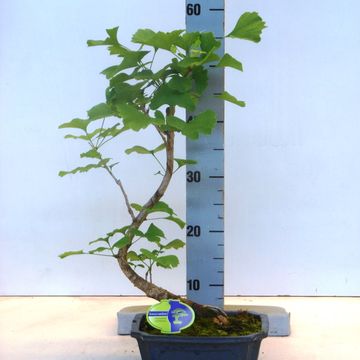 Ginkgo biloba