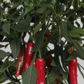 Capsicum annuum 'Cayennetta'