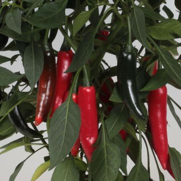 Capsicum annuum 'Cayennetta'
