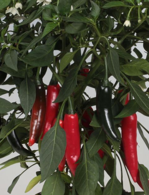 Capsicum annuum 'Cayennetta'