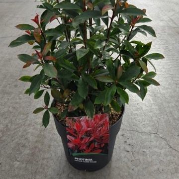 Фотиния x fraseri CARRÉ ROUGE