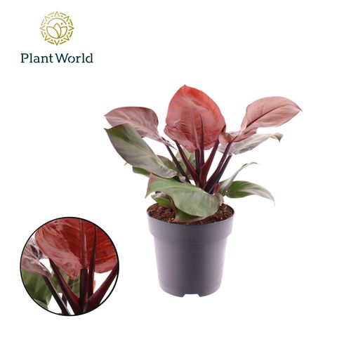 Philodendron 'Cherry Red'