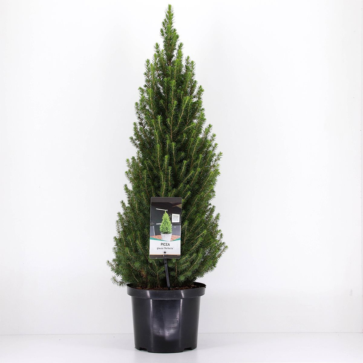 Picea glauca PERFECTA — Plant Wholesale FlorAccess