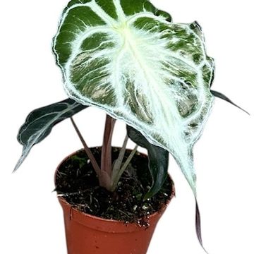Alocasia 'Venom'