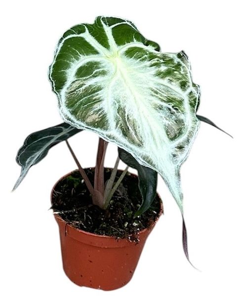 Alocasia 'Venom'