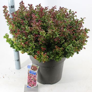 Leucothoe axillaris 'Curly Red'