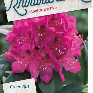 Rhododendron 'Anah Kruschke'