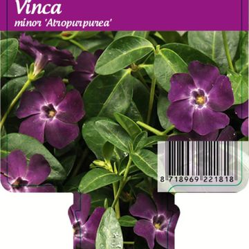 Vinca minor 'Atropurpurea'