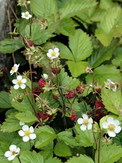 Fragaria vesca 'Rügen'