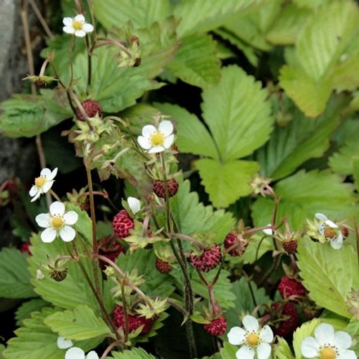 Fragaria vesca 'Rügen'