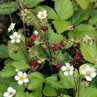 Fragaria vesca 'Rügen'