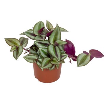 Tradescantia zebrina 'Violet Hill'