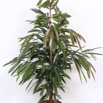 Ficus binnendijkii 'Amstel King'