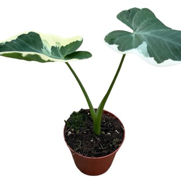 Xanthosoma sagittifolium 'Variegatum Monstrosum'