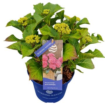 Hydrangea macrophylla SURFING SAFARI SEASIDE PINK