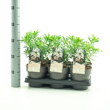 Daphne x transatlantica ETERNAL FRAGRANCE