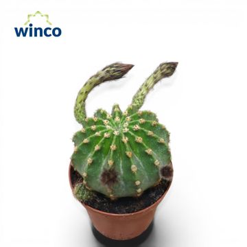 Echinopsis eyriesii