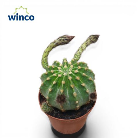 Echinopsis eyriesii