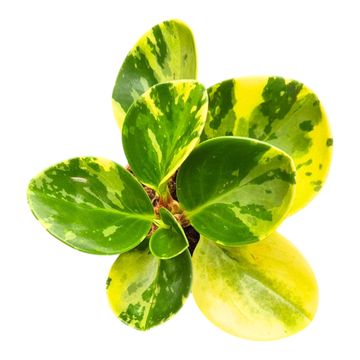 Peperomia obtusifolia 'Variegata'