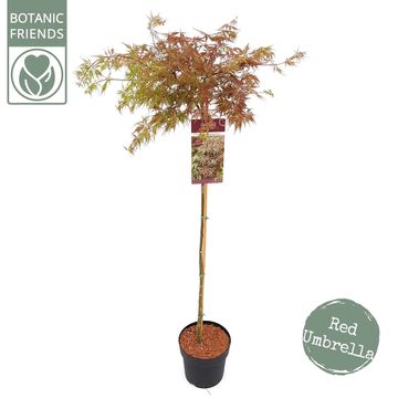 Acer palmatum CASCADE CRIMSON