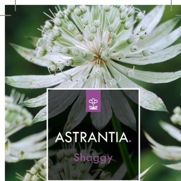 Astrantia major 'Shaggy'