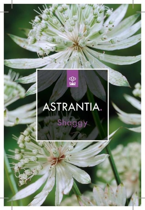 Astrantia major 'Shaggy'