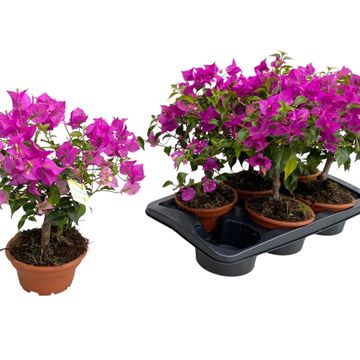 Bougainvillea glabra 'Sanderiana'