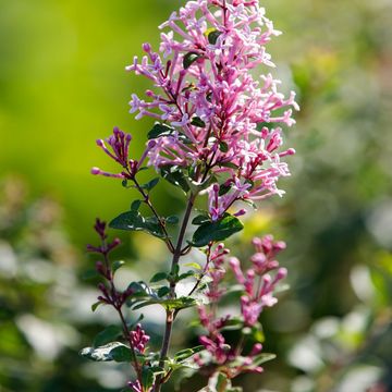 Syringa BLOOMERANG PINK PERFUME