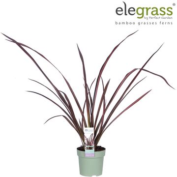 Phormium tenax 'Pink Flamingo'