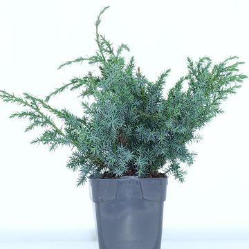 Juniperus chinensis 'Blue Alps'