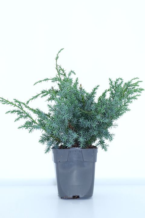 Juniperus chinensis 'Blue Alps'