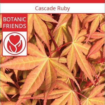 Acer palmatum CASCADE RUBY