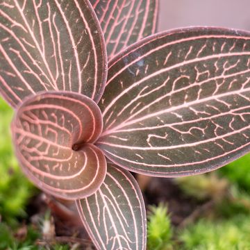 Anoectochilus roxburghii  x Ludisia discolor