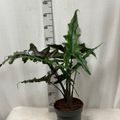 Alocasia SABRINA NARROW