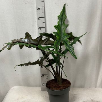 Alocasia SABRINA NARROW