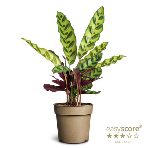 Calathea insignis