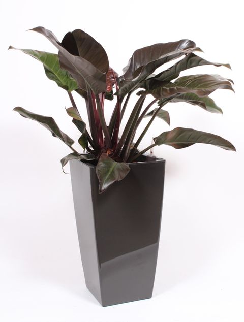 Philodendron 'Imperial Red'