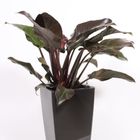 Philodendron 'Imperial Red'