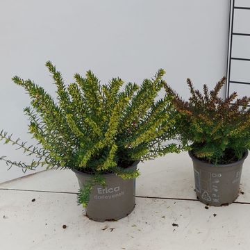 Erica x darleyensis 'Darley Dale'