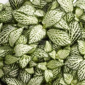 Fittonia MOSAIC ICE QUEEN