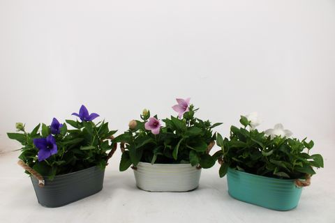 Platycodon grandiflorus MIX