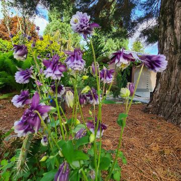Aquilegia MIX
