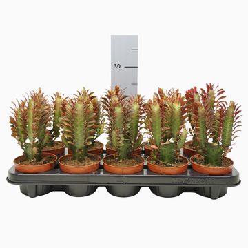 Euphorbia trigona 'Rubra'