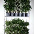 Dracaena MIX