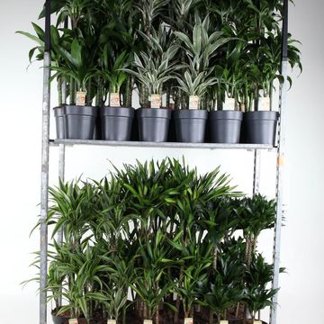 Dracaena MIX