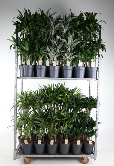 Dracaena MIX