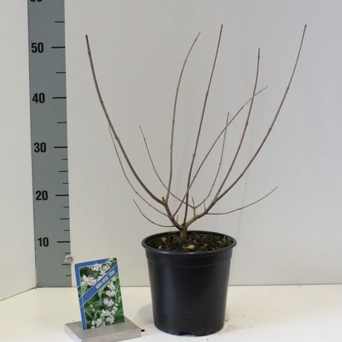 Vitex agnus-castus 'Albus'