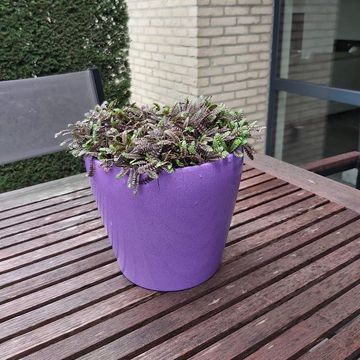 Leptinella potentillina