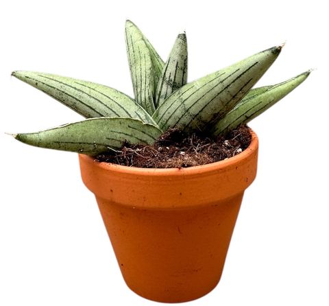 Sansevieria 'Rookie'